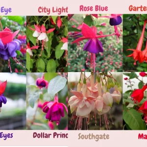 Fuchsia Live Plant, Well-Rooted Plug, Healthy Starter Plants for Hanging Baskets - Image 1