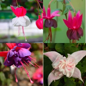 Fuchsia Live Plant - Well-Rooted Plug Starter Plant for Hanging Baskets - Image 10