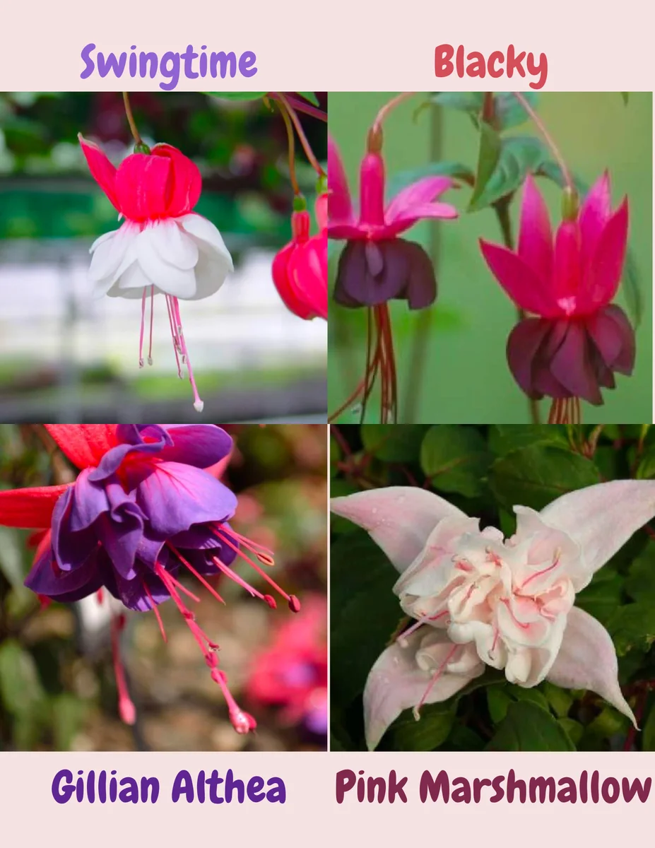Fuchsia Live Plant - Well-Rooted Plug Starter Plant for Hanging Baskets - Image 10