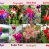 Fuchsia Live Plant - Well-Rooted Plug Starter Plant for Hanging Baskets - Image 1