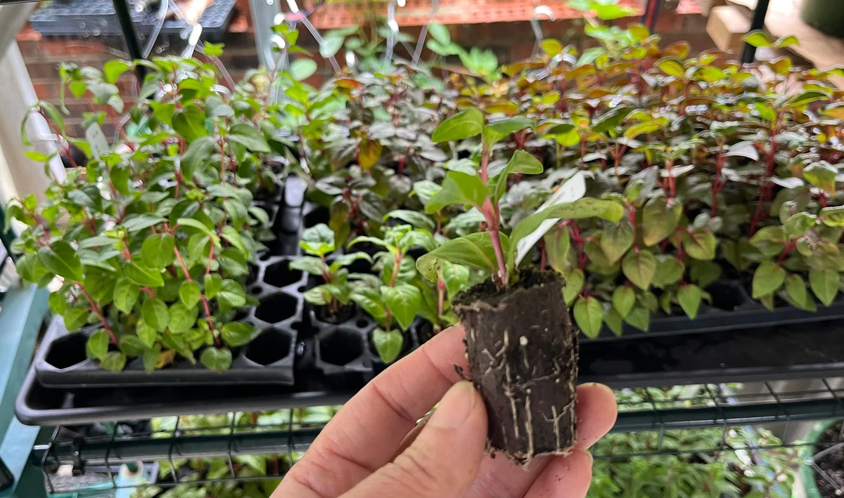 Fuchsia Live Plant - Well-Rooted Plug Starter Plant for Hanging Baskets - Image 2