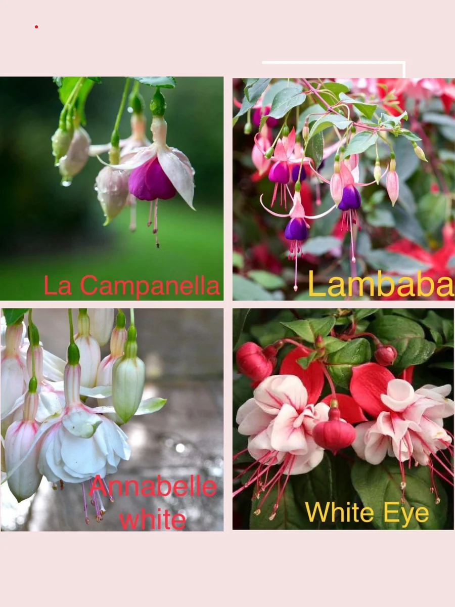 Fuchsia Live Plant - Well-Rooted Plug Starter Plant for Hanging Baskets - Image 4