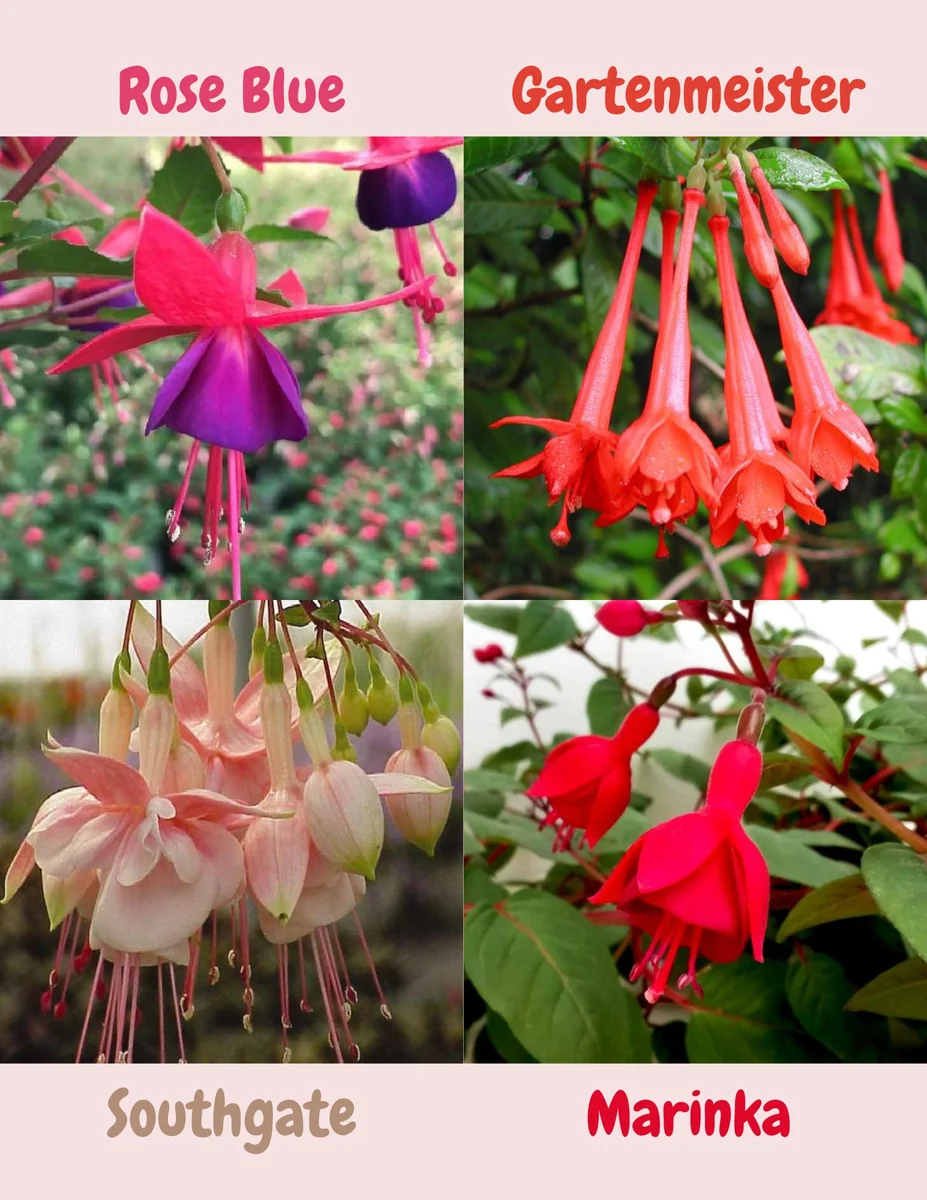Fuchsia Live Plant - Well-Rooted Plug Starter Plant for Hanging Baskets - Image 5
