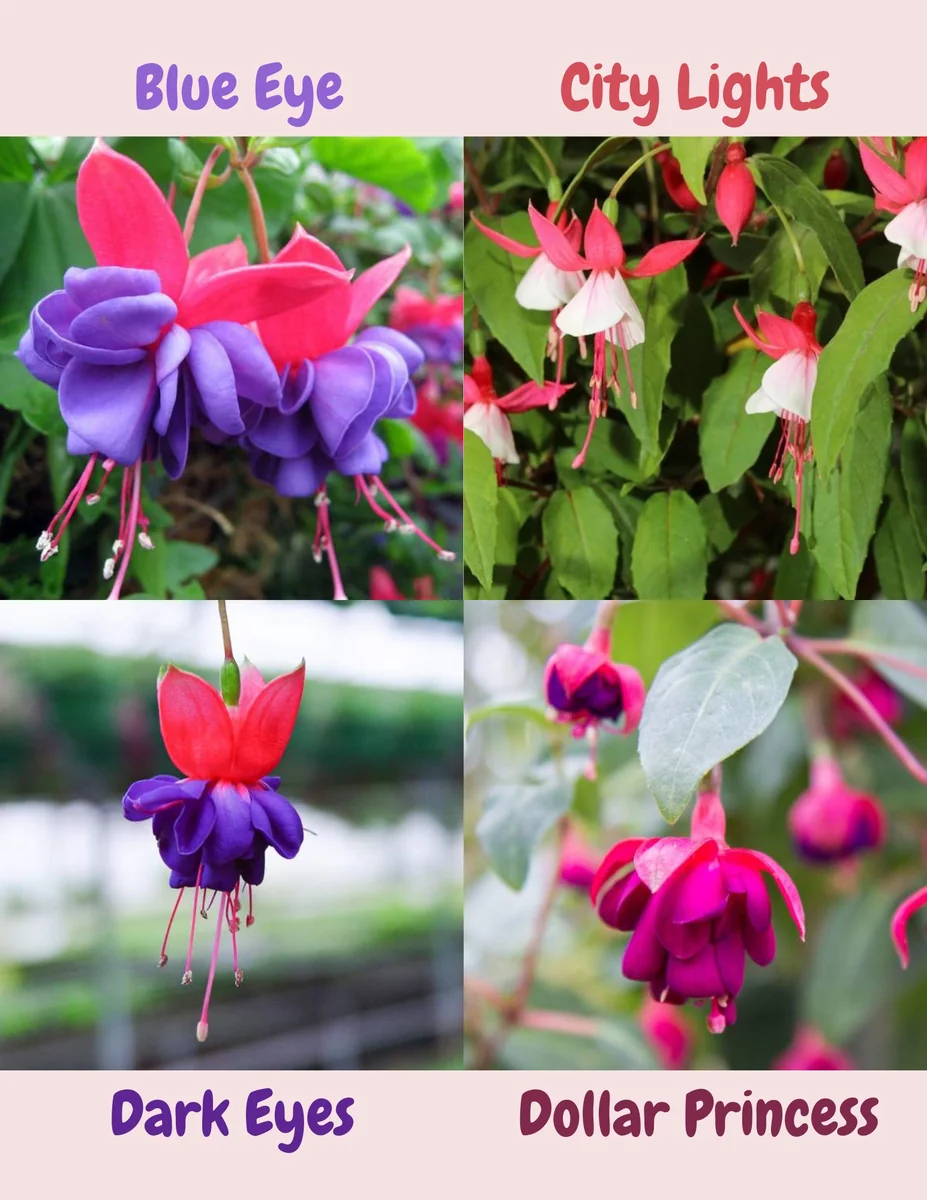Fuchsia Live Plant - Well-Rooted Plug Starter Plant for Hanging Baskets - Image 6