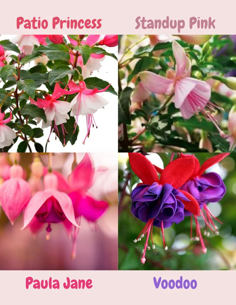 Fuchsia Live Plant - Well-Rooted Plug Starter Plant for Hanging Baskets - Image 8