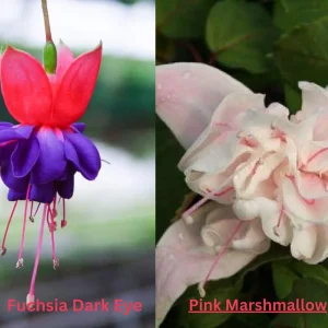 Fuchsia Live Plant - Well-Rooted Plug Starter Plant for Hanging Baskets - Image 9