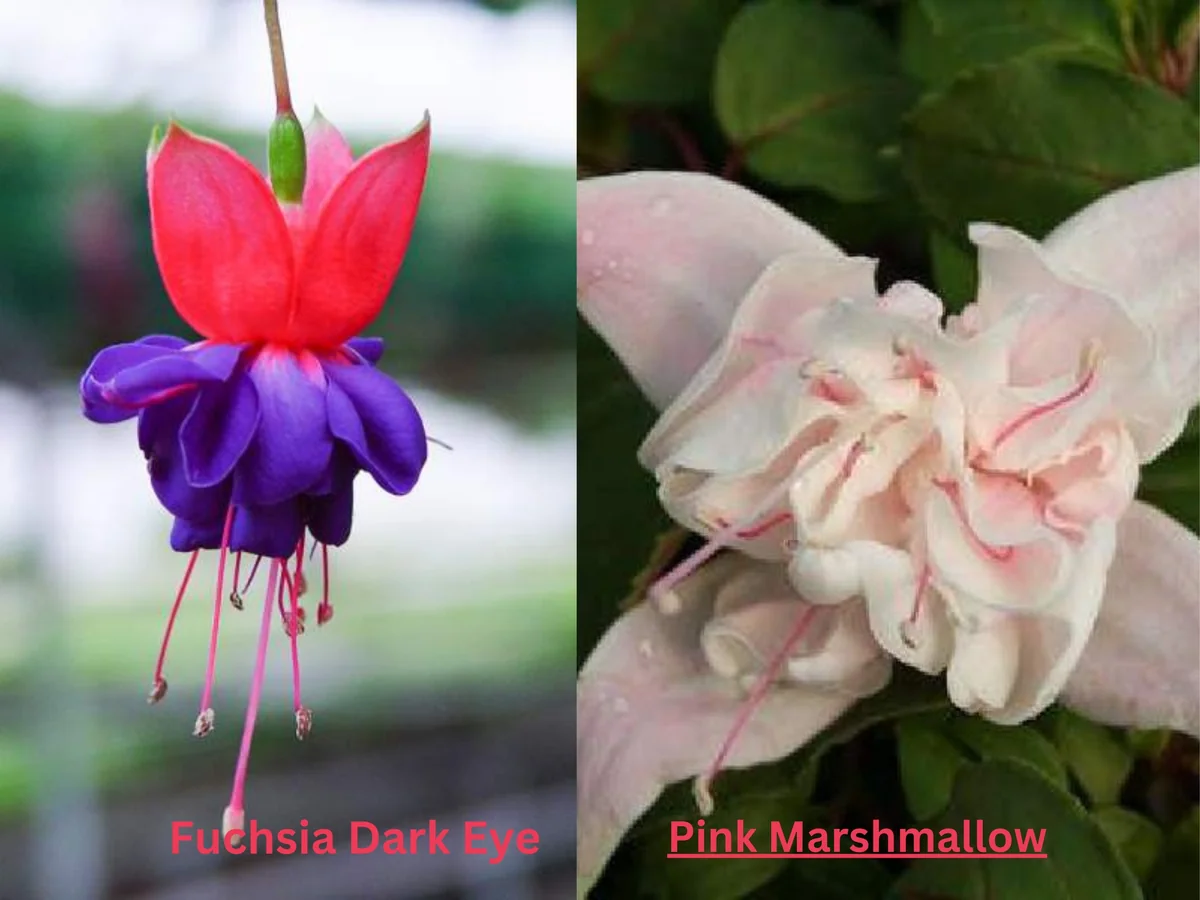 Fuchsia Live Plant - Well-Rooted Plug Starter Plant for Hanging Baskets - Image 9