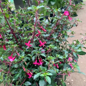 Fuchsia Thymifolia Live Plant – Evergreen Shrub – 3-5” Tall – 1 Gallon Pot – Outdoor Shade - Image 2