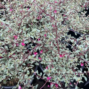 Fuchsia Thymifolia 'Variegata' Live Plant – 6 inch Pot – Indoor/Outdoor - Image 2