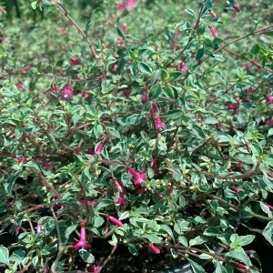 Fuchsia Thymifolia Variegata Live Plant 6" Pot - Partial Shade Flowering Shrub - Image 2