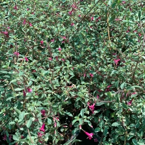 Fuchsia Thymifolia Variegata Live Plant 6" Pot - Partial Shade Flowering Shrub - Image 1