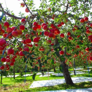 Fuji Apple Bareroot Tree - Live Plant, 2-3 ft Tall, Sweet & Crisp Fruit - Image 1