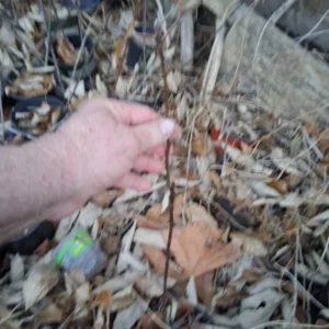 Fuji Apple Tree Live Plant - Red Apples, 2.5 Ft Tall, Rooted, Outdoor - Image 2