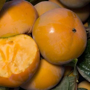 Fuju Imoto Persimmon Live Plant - 3-4 Ft Tall, 3 Gallon Pot, Non-Astringent - Image 1