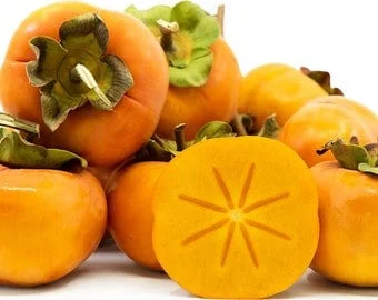 Fuju Jiro Persimmon Tree - 3-4 Ft Tall Live Plant - 3 Gallon Pot - Image 1