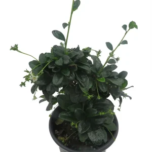 Fukien Tea Bonsai Tree - Carmona Microphylla Live Houseplant in 4" Pot, Indoor - Image 2