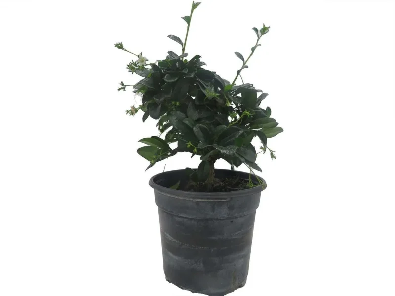 Fukien Tea Bonsai Tree - Carmona Indoor Houseplant in 4" Pot