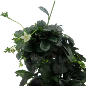 Fukien Tea Bonsai Tree - Carmona Microphylla Live Houseplant in 4