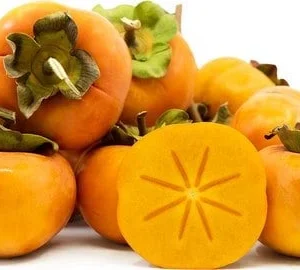 Fuyu Persimmon Tree - Grafted Live Plant - 3ft Tall - 3 Gallon Pot - Zones 7-10 - Image 1