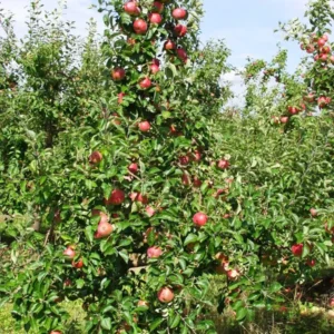 Gala Apple Tree Bareroot - 2-3 ft Tall Live Plant - Outdoor Fruit Tree - Image 2