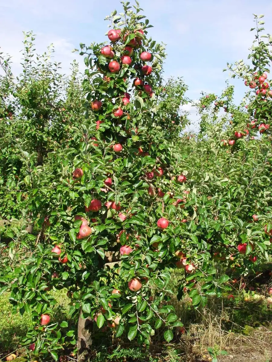 Gala Apple Tree Bareroot - 2-3 ft Tall Live Plant - Outdoor Fruit Tree - Image 2