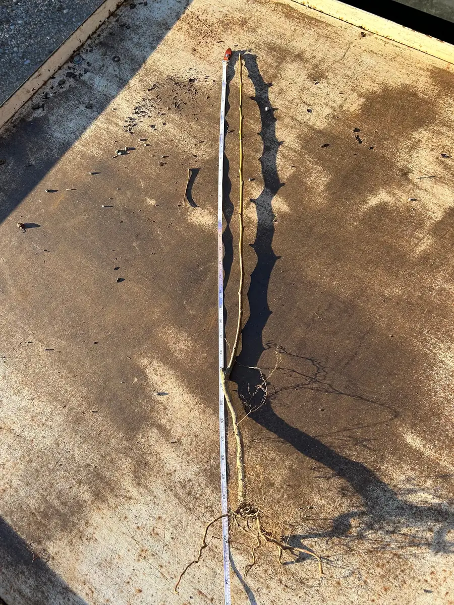 Gala Apple Tree Bareroot - 2-3 ft Tall Live Plant - Outdoor Fruit Tree - Image 4