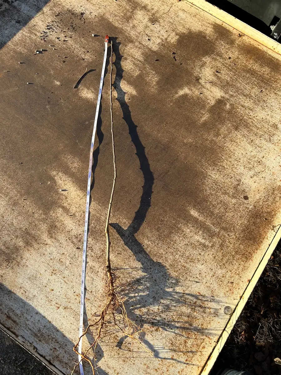 Gala Apple Tree Bareroot - 2-3 ft Tall Live Plant - Outdoor Fruit Tree - Image 5