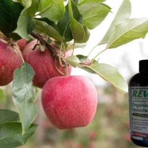 Gala Apple Tree Bareroot Live Plant 2-3 ft Tall - Sweet Red Apples - Image 1