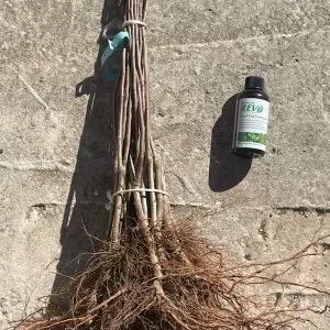 Gala Apple Tree Bareroot Live Plant 2-3 ft Tall - Sweet Red Apples - Image 2