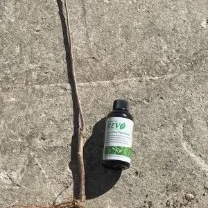 Gala Apple Tree Bareroot Live Plant 2-3 ft Tall - Sweet Red Apples - Image 3