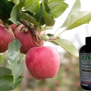 Gala Apple Tree Bareroot Live Plant - 2-3 ft Tall - Sweet, Crisp Red Fruit - Image 1