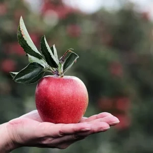 Gala Apple Tree Bareroot Live Plant 2-3 ft Tall - Sweet Red Apples - Image 4