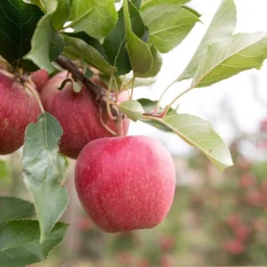 Gala Apple Tree Bareroot Live Plant - 2-3 ft Tall - Sweet, Crisp Red Fruit - Image 8