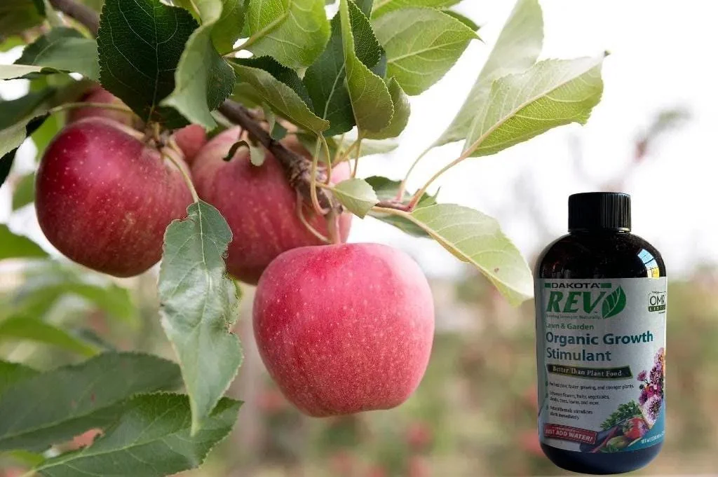 Gala Apple Tree Bareroot Live Plant - 2-3 ft Tall - Sweet, Crisp Red Fruit - Image 1