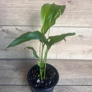 Galangal Live Plant - Thai Ginger Herb in 4 inch Pot - Alpinia galanga - Image 3