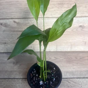 Galangal Live Plant - Thai Ginger Herb in 4 inch Pot - Alpinia galanga - Image 5