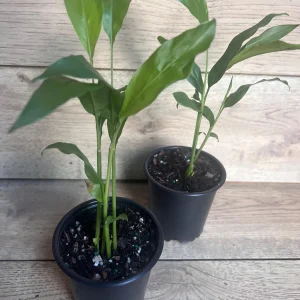 Galangal Live Plant - Thai Ginger Herb in 4 inch Pot - Alpinia galanga - Image 8