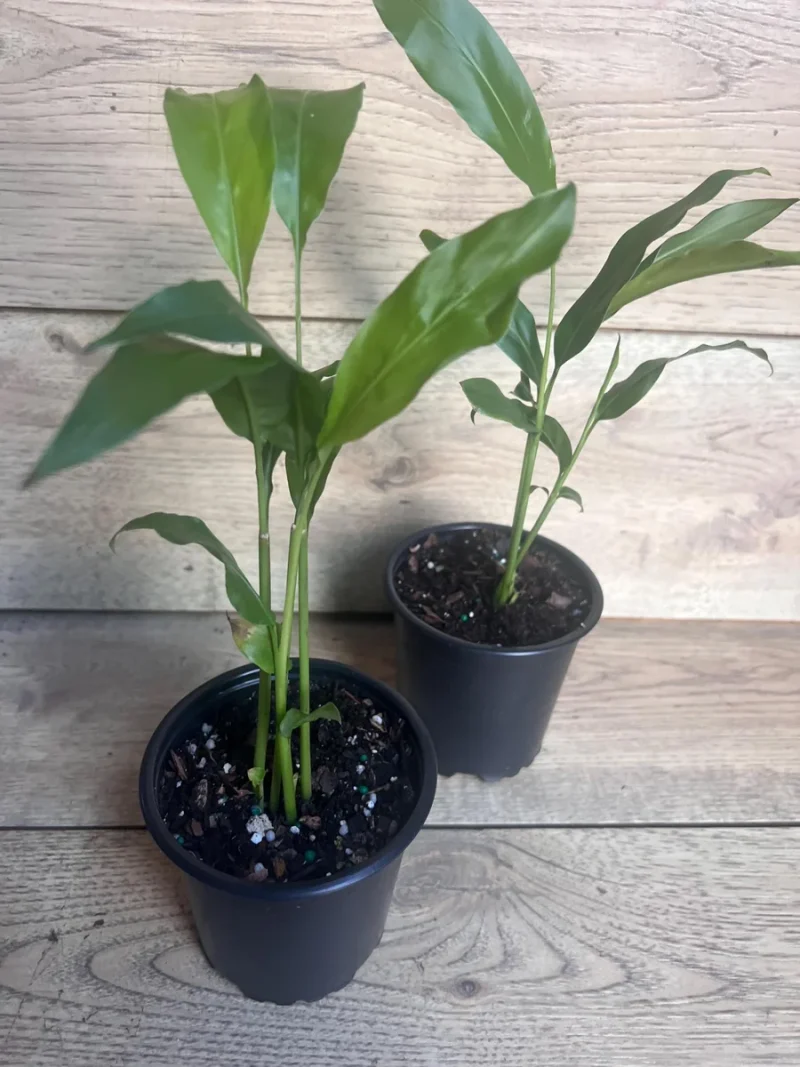 Galangal Live Plant: Thai Ginger Herb in 4 inch Pot