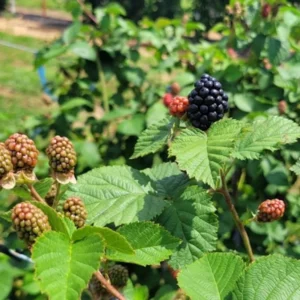Galaxy Blackberry Live Plant – Thornless Rubus 'Galaxy' – Starter Plug - Image 2