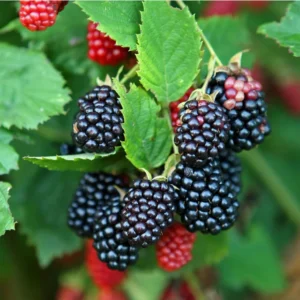 Galaxy Blackberry Live Plant – Thornless Rubus 'Galaxy' – Starter Plug - Image 5