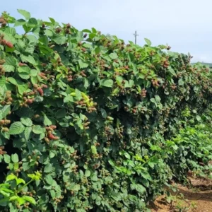 Galaxy Blackberry Live Plant – Thornless Rubus 'Galaxy' – Starter Plug - Image 7