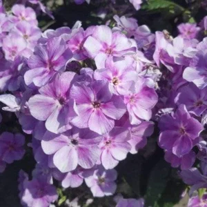 Garden Phlox Live Plant – Phlox Paniculata – Fragrant Perennial – 1" Plug – Outdoor - Image 2