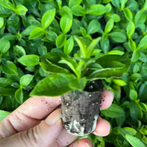 Garden Phlox Live Plant – Phlox Paniculata – Fragrant Perennial – 1