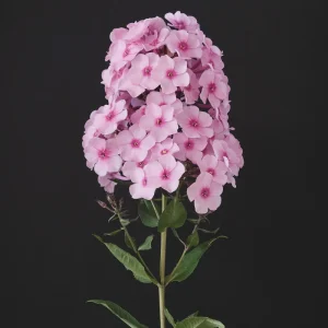 Garden Phlox Live Plant – Phlox Paniculata – Fragrant Perennial – 1" Plug – Outdoor - Image 1