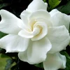Gardenia August Beauty Live Plant - 1 Gallon Pot, Fragrant White Flowers - Image 1
