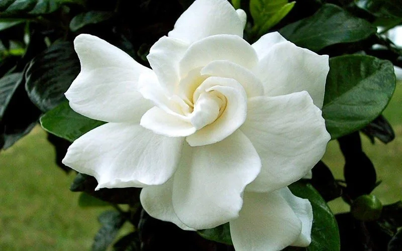 Gardenia August Beauty Live Plant - 1 Gallon Pot, Fragrant White Flowers - Image 1