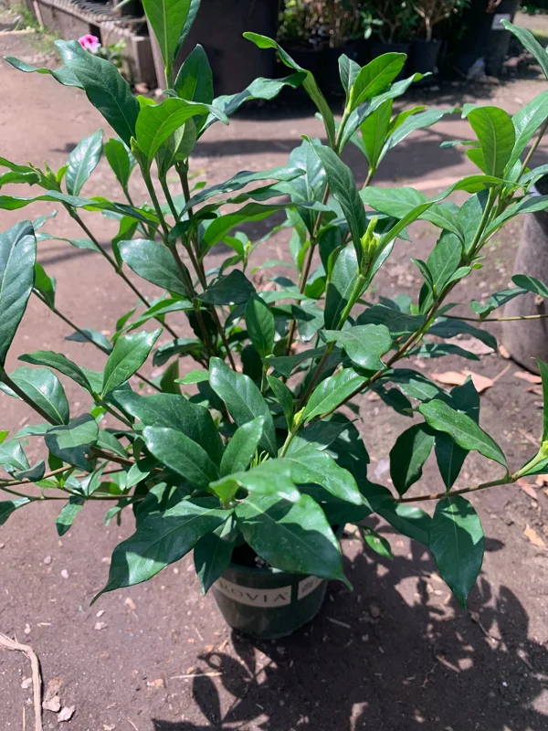 Gardenia August Beauty Live Plant - 1 Gallon Pot, Fragrant White Flowers - Image 3