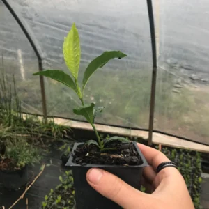 Gardenia 'August Beauty' Live Plant 3.5" Pot - Fragrant White Blooms - Image 2