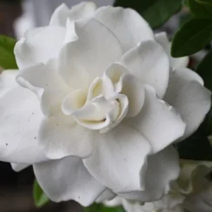 Gardenia 'August Beauty' Live Plant 3.5" Pot - Fragrant White Blooms - Image 1
