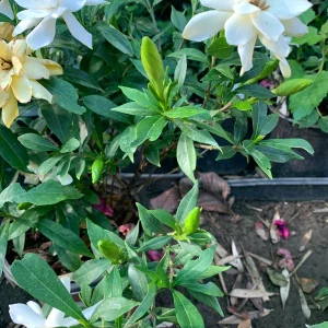 Gardenia Frost Proof Live Plant – Fragrant White Flowers – 6 inch Pot – Outdoor Shrub - Image 3